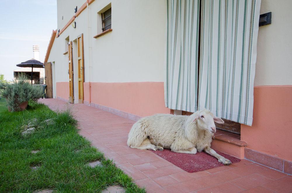 Agriturismo Ca'De'Gatti Faenza Dış mekan fotoğraf
